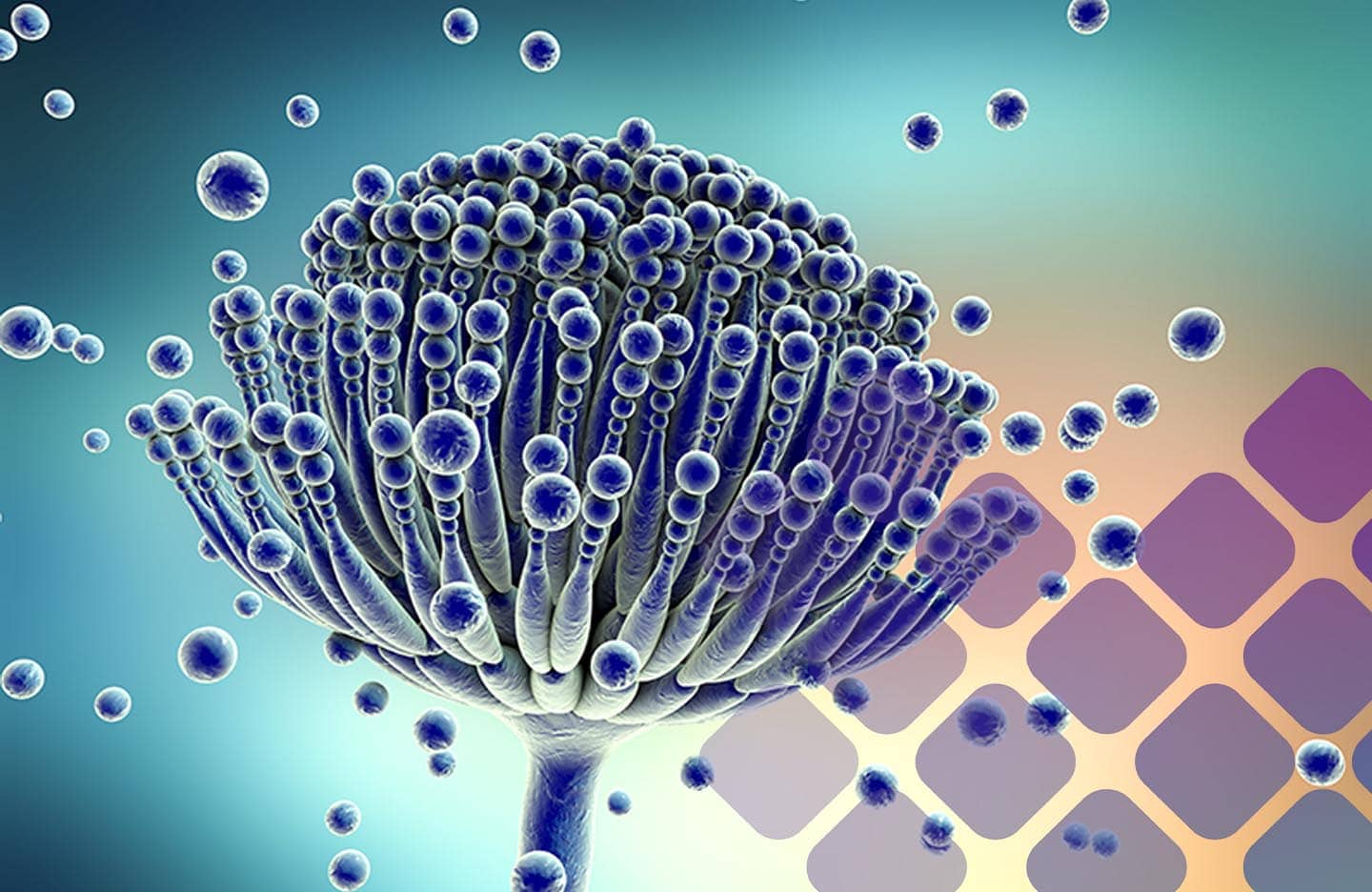 MycoTOX Profile